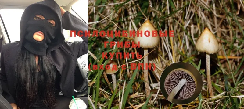 Галлюциногенные грибы Psilocybine cubensis  купить   Глазов 